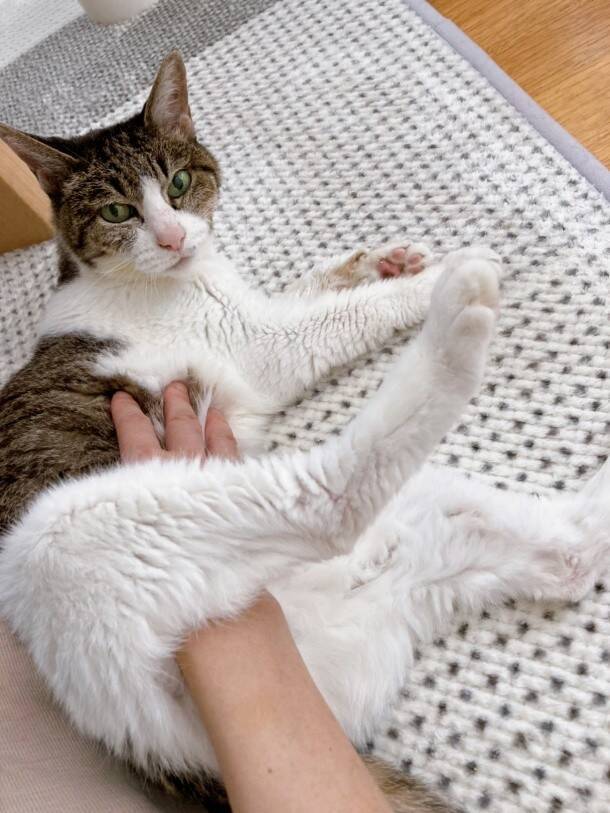 庭に現れたのは、死産した子猫をぶら下げた野良猫。そこから18年続いた“奇跡の猫生”とは