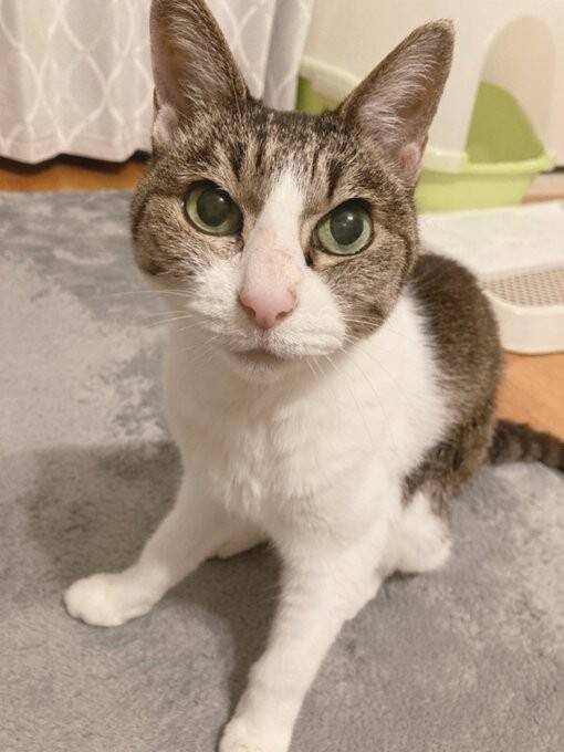庭に現れたのは、死産した子猫をぶら下げた野良猫。そこから18年続いた“奇跡の猫生”とは