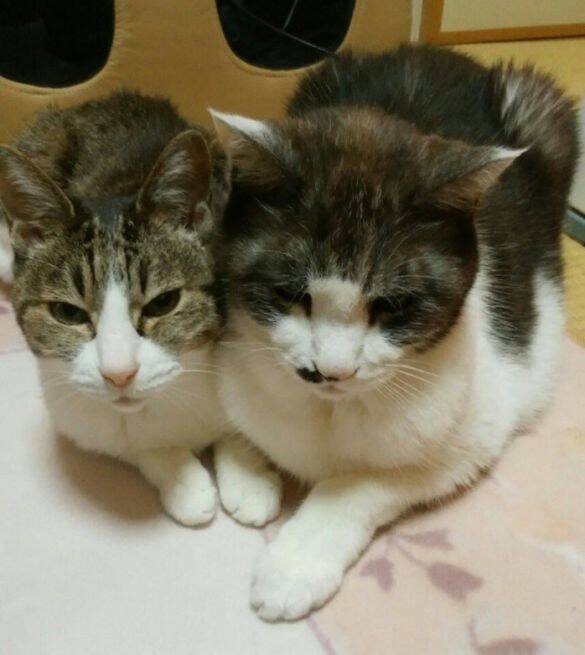 庭に現れたのは、死産した子猫をぶら下げた野良猫。そこから18年続いた“奇跡の猫生”とは