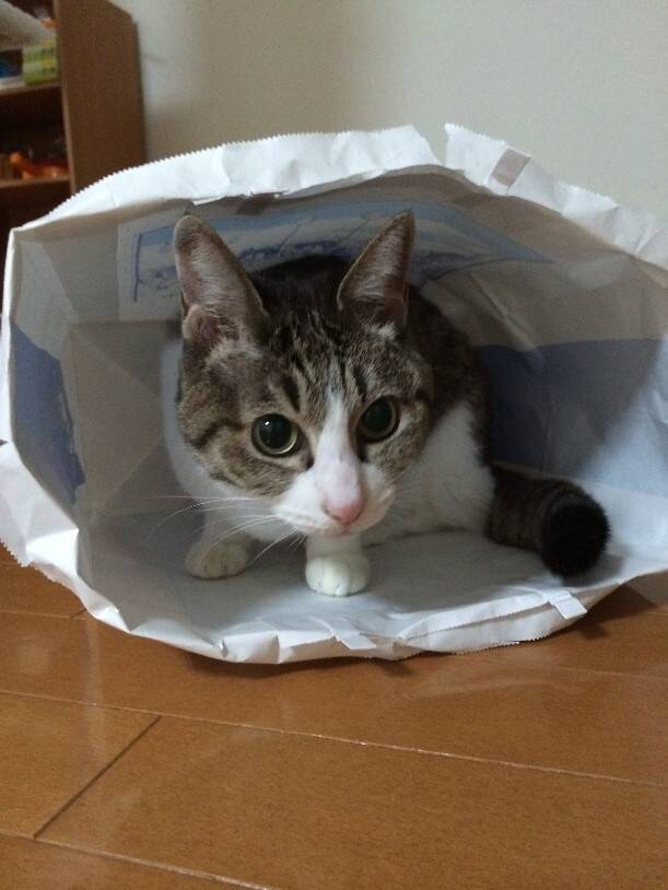 庭に現れたのは、死産した子猫をぶら下げた野良猫。そこから18年続いた“奇跡の猫生”とは