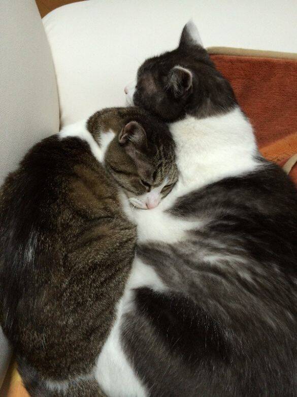 庭に現れたのは、死産した子猫をぶら下げた野良猫。そこから18年続いた“奇跡の猫生”とは