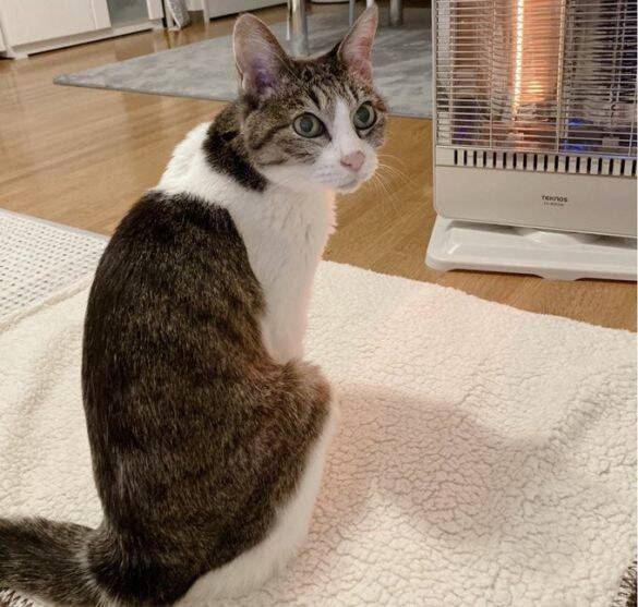 庭に現れたのは、死産した子猫をぶら下げた野良猫。そこから18年続いた“奇跡の猫生”とは