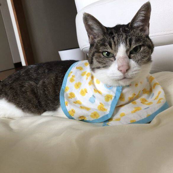 庭に現れたのは、死産した子猫をぶら下げた野良猫。そこから18年続いた“奇跡の猫生”とは