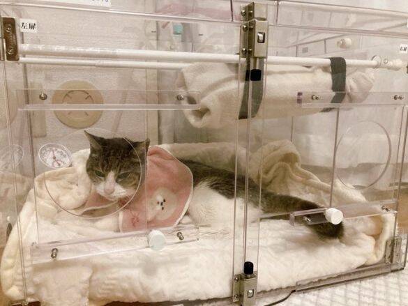 庭に現れたのは、死産した子猫をぶら下げた野良猫。そこから18年続いた“奇跡の猫生”とは