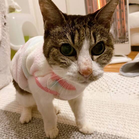 庭に現れたのは、死産した子猫をぶら下げた野良猫。そこから18年続いた“奇跡の猫生”とは
