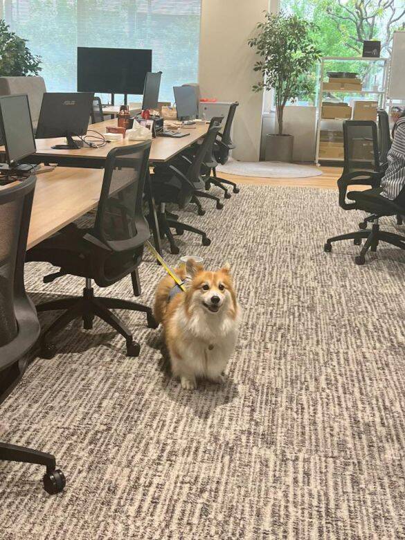 「まじめな会議を横目に柴犬を吸う」愛犬と出勤できる会社が羨ましすぎるっ！社長を直撃