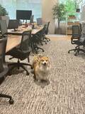 「「まじめな会議を横目に柴犬を吸う」愛犬と出勤できる会社が羨ましすぎるっ！社長を直撃」の画像11