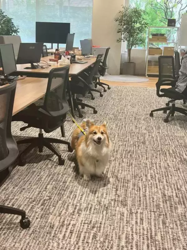 「「まじめな会議を横目に柴犬を吸う」愛犬と出勤できる会社が羨ましすぎるっ！社長を直撃」の画像