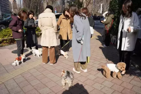 「「まじめな会議を横目に柴犬を吸う」愛犬と出勤できる会社が羨ましすぎるっ！社長を直撃」の画像