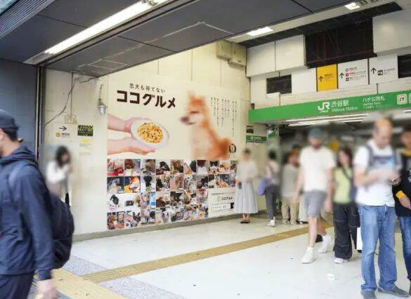 「まじめな会議を横目に柴犬を吸う」愛犬と出勤できる会社が羨ましすぎるっ！社長を直撃