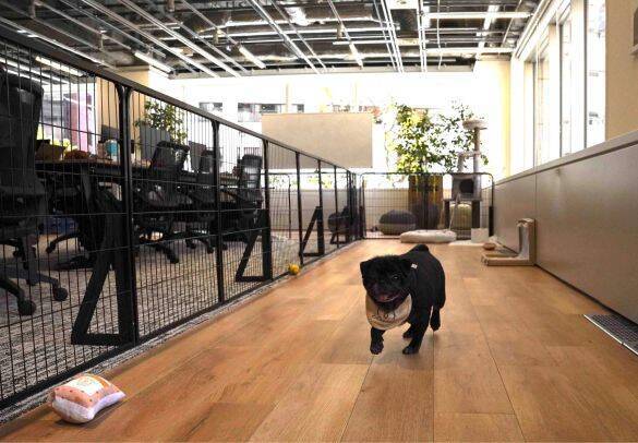 「まじめな会議を横目に柴犬を吸う」愛犬と出勤できる会社が羨ましすぎるっ！社長を直撃