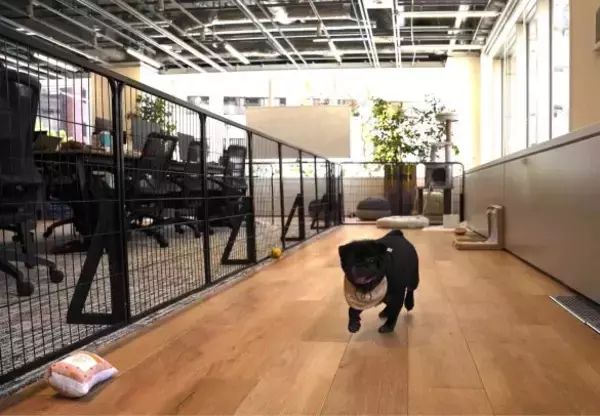 「「まじめな会議を横目に柴犬を吸う」愛犬と出勤できる会社が羨ましすぎるっ！社長を直撃」の画像
