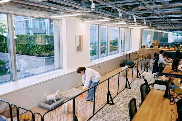「まじめな会議を横目に柴犬を吸う」愛犬と出勤できる会社が羨ましすぎるっ！社長を直撃