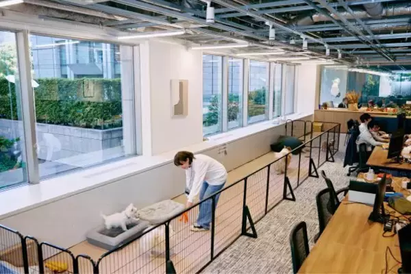 「「まじめな会議を横目に柴犬を吸う」愛犬と出勤できる会社が羨ましすぎるっ！社長を直撃」の画像