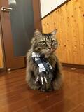 「「もっと何かできたのでは」自責の念を抱えながら。ガン闘病の愛猫を看取った飼い主がたどり着いた、後悔なき供養の形」の画像1