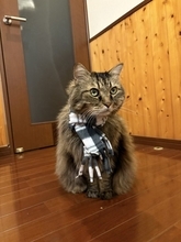 「もっと何かできたのでは」自責の念を抱えながら。ガン闘病の愛猫を看取った飼い主がたどり着いた、後悔なき供養の形