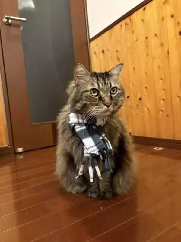 「もっと何かできたのでは」自責の念を抱えながら。ガン闘病の愛猫を看取った飼い主がたどり着いた、後悔なき供養の形