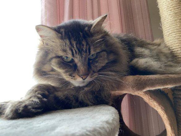 「もっと何かできたのでは」自責の念を抱えながら。ガン闘病の愛猫を看取った飼い主がたどり着いた、後悔なき供養の形