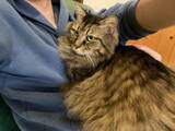 「「もっと何かできたのでは」自責の念を抱えながら。ガン闘病の愛猫を看取った飼い主がたどり着いた、後悔なき供養の形」の画像3