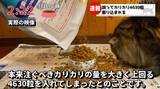 「「もっと何かできたのでは」自責の念を抱えながら。ガン闘病の愛猫を看取った飼い主がたどり着いた、後悔なき供養の形」の画像4