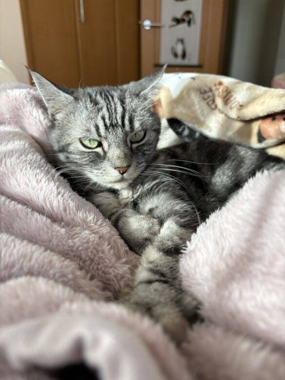 「もっと何かできたのでは」自責の念を抱えながら。ガン闘病の愛猫を看取った飼い主がたどり着いた、後悔なき供養の形