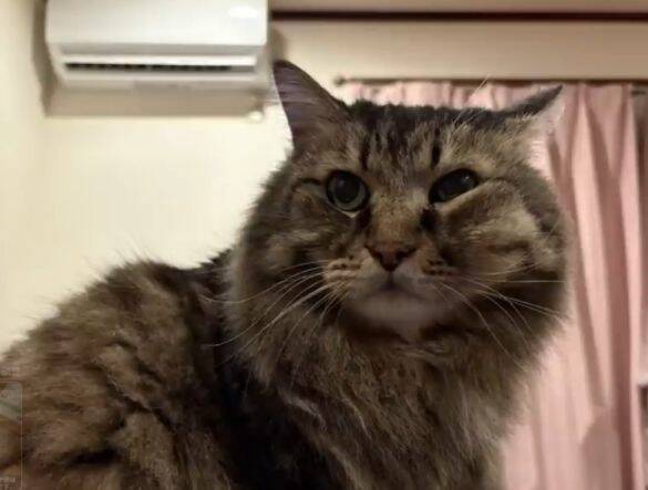 「もっと何かできたのでは」自責の念を抱えながら。ガン闘病の愛猫を看取った飼い主がたどり着いた、後悔なき供養の形
