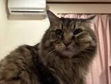 「「もっと何かできたのでは」自責の念を抱えながら。ガン闘病の愛猫を看取った飼い主がたどり着いた、後悔なき供養の形」の画像6