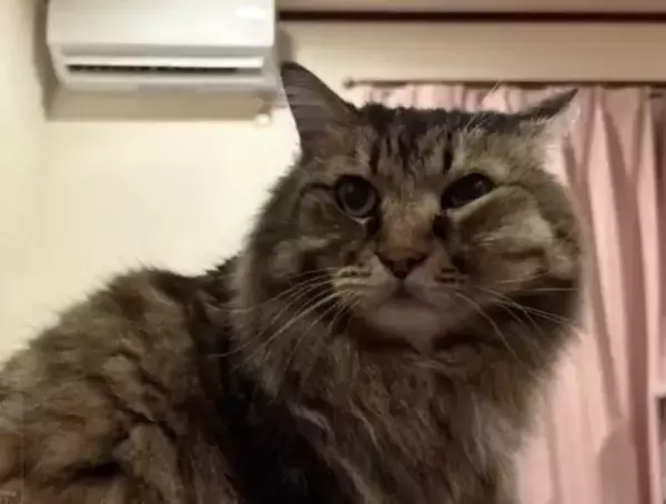 「「もっと何かできたのでは」自責の念を抱えながら。ガン闘病の愛猫を看取った飼い主がたどり着いた、後悔なき供養の形」の画像