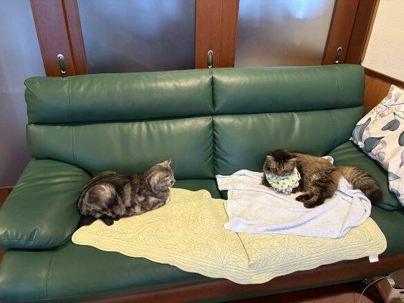 「もっと何かできたのでは」自責の念を抱えながら。ガン闘病の愛猫を看取った飼い主がたどり着いた、後悔なき供養の形