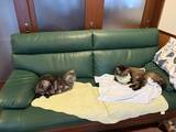 「「もっと何かできたのでは」自責の念を抱えながら。ガン闘病の愛猫を看取った飼い主がたどり着いた、後悔なき供養の形」の画像7