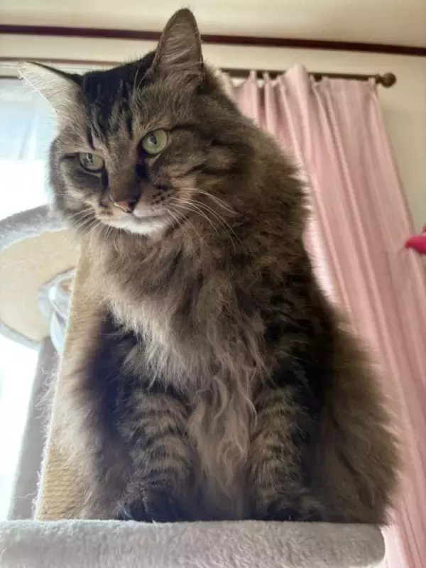 「「もっと何かできたのでは」自責の念を抱えながら。ガン闘病の愛猫を看取った飼い主がたどり着いた、後悔なき供養の形」の画像