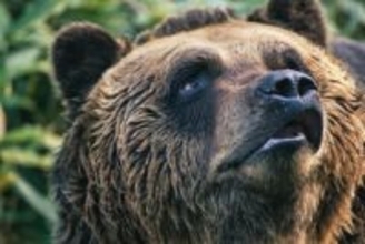 「住宅街でも熊鈴の音」「徒歩移動が不安…」異例の市街地出没で札幌に広がる恐怖のリアル。札幌拠点のコラムニストがリポート