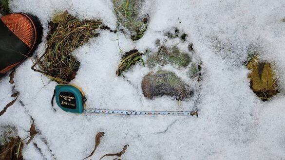 「熊の脅威をフィクションのように捉えている」札幌・東京2拠点の筆者が体感する“認識の落差”とは