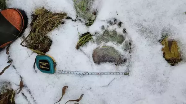 「「熊の脅威をフィクションのように捉えている」札幌・東京2拠点の筆者が体感する“認識の落差”とは」の画像