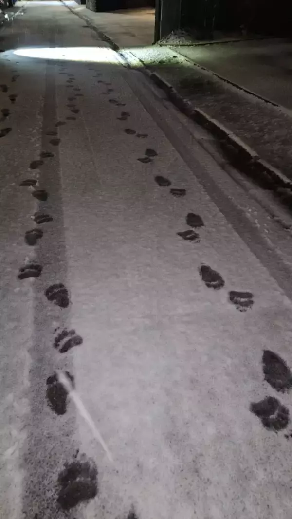 「「熊の脅威をフィクションのように捉えている」札幌・東京2拠点の筆者が体感する“認識の落差”とは」の画像