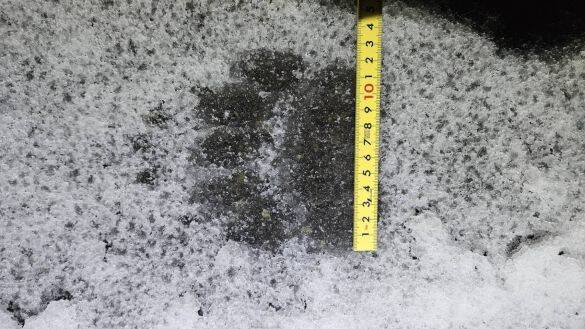 「熊の脅威をフィクションのように捉えている」札幌・東京2拠点の筆者が体感する“認識の落差”とは