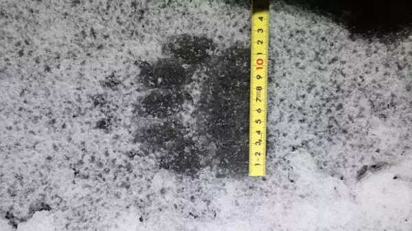 「「熊の脅威をフィクションのように捉えている」札幌・東京2拠点の筆者が体感する“認識の落差”とは」の画像