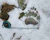 「「熊の脅威をフィクションのように捉えている」札幌・東京2拠点の筆者が体感する“認識の落差”とは」の画像5