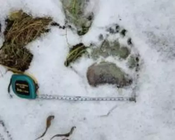 「「熊の脅威をフィクションのように捉えている」札幌・東京2拠点の筆者が体感する“認識の落差”とは」の画像