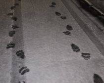 「熊の脅威をフィクションのように捉えている」札幌・東京2拠点の筆者が体感する“認識の落差”とは