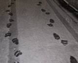 「「熊の脅威をフィクションのように捉えている」札幌・東京2拠点の筆者が体感する“認識の落差”とは」の画像6