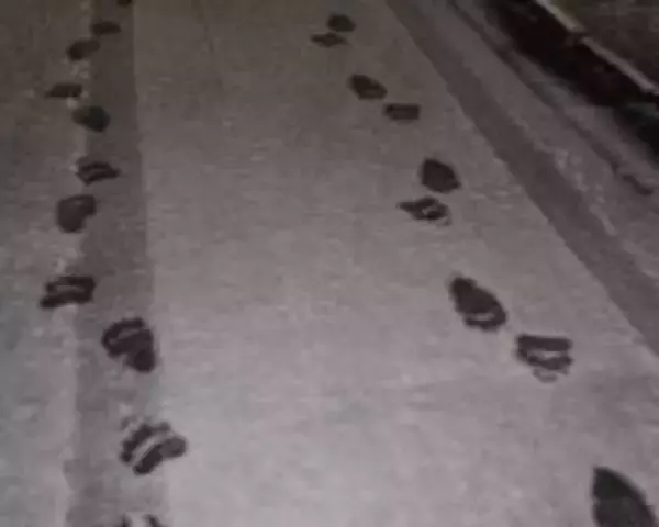 「「熊の脅威をフィクションのように捉えている」札幌・東京2拠点の筆者が体感する“認識の落差”とは」の画像