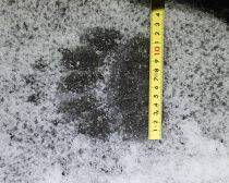 「熊の脅威をフィクションのように捉えている」札幌・東京2拠点の筆者が体感する“認識の落差”とは