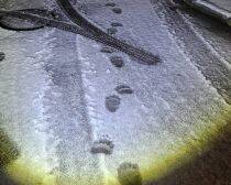 「熊の脅威をフィクションのように捉えている」札幌・東京2拠点の筆者が体感する“認識の落差”とは