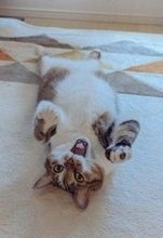 隣家から押し付けられた“弱りきった子猫”→高貴な雰囲気の美猫に。飼い主さん「8年経っても自分にだけ懐かない…」