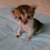 「隣家から押し付けられた“弱りきった子猫”→高貴な雰囲気の美猫に。飼い主さん「8年経っても自分にだけ懐かない…」」の画像2