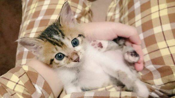 隣家から押し付けられた“弱りきった子猫”→高貴な雰囲気の美猫に。飼い主さん「8年経っても自分にだけ懐かない…」