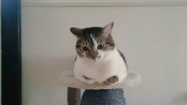 「隣家から押し付けられた“弱りきった子猫”→高貴な雰囲気の美猫に。飼い主さん「8年経っても自分にだけ懐かない…」」の画像