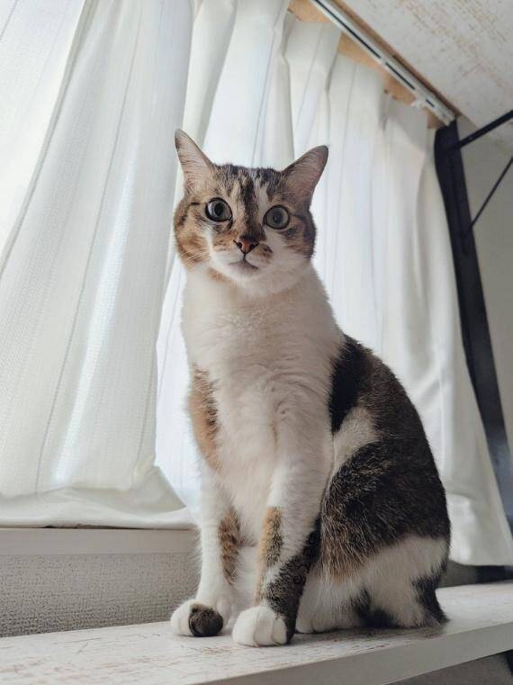 隣家から押し付けられた“弱りきった子猫”→高貴な雰囲気の美猫に。飼い主さん「8年経っても自分にだけ懐かない…」