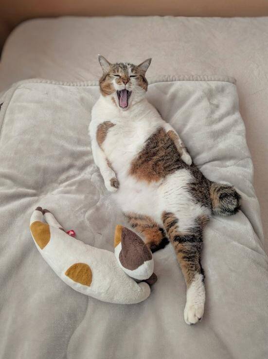 隣家から押し付けられた“弱りきった子猫”→高貴な雰囲気の美猫に。飼い主さん「8年経っても自分にだけ懐かない…」